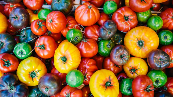 Fresh tomatoes arriving in crates for Contract Catering after effective Quarterly Business Reviews (QBRs)